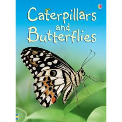 Beginners - Caterpillars and butterflies