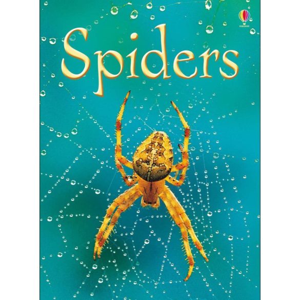 Beginners - Spiders