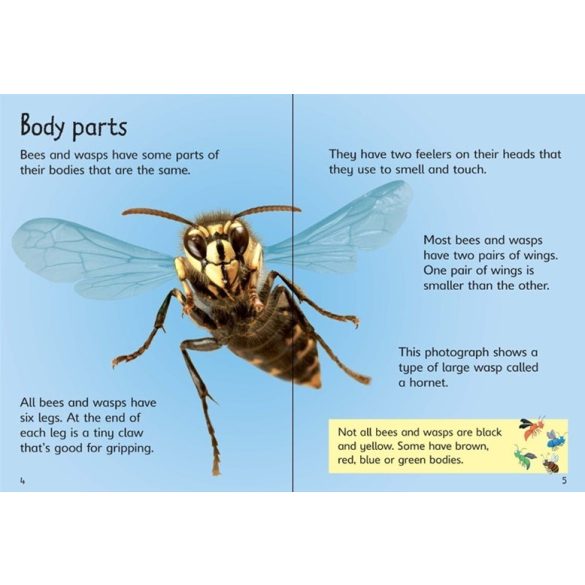 Beginners - Bees and wasps