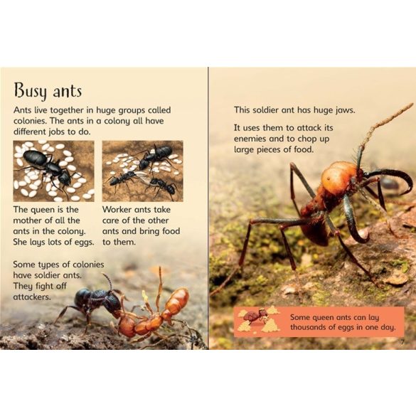 Beginners: Ants
